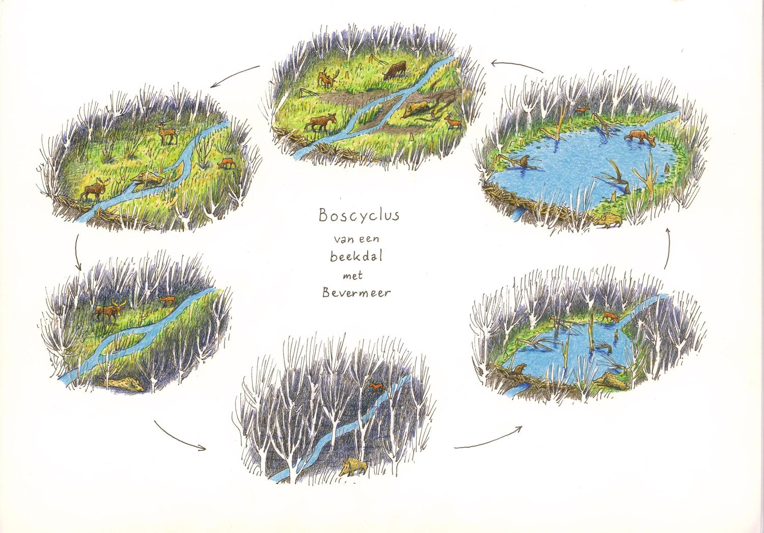 Boscyclus