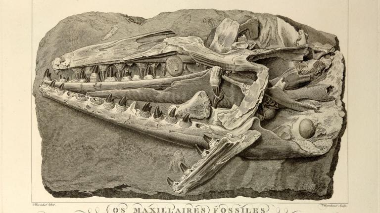 Mosasaurus