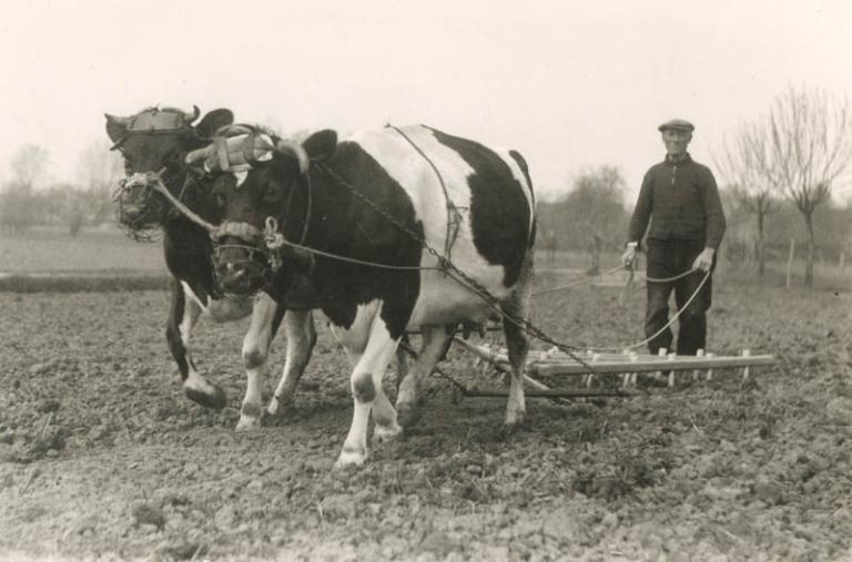Boer met koe